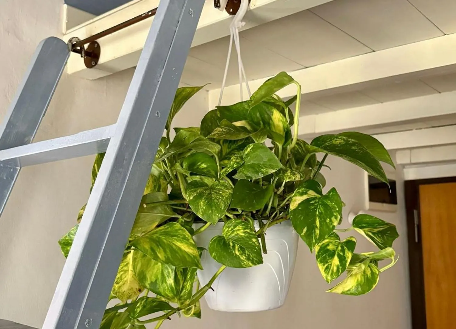 Pothos By Monteverdi Florence 0*,  Italy